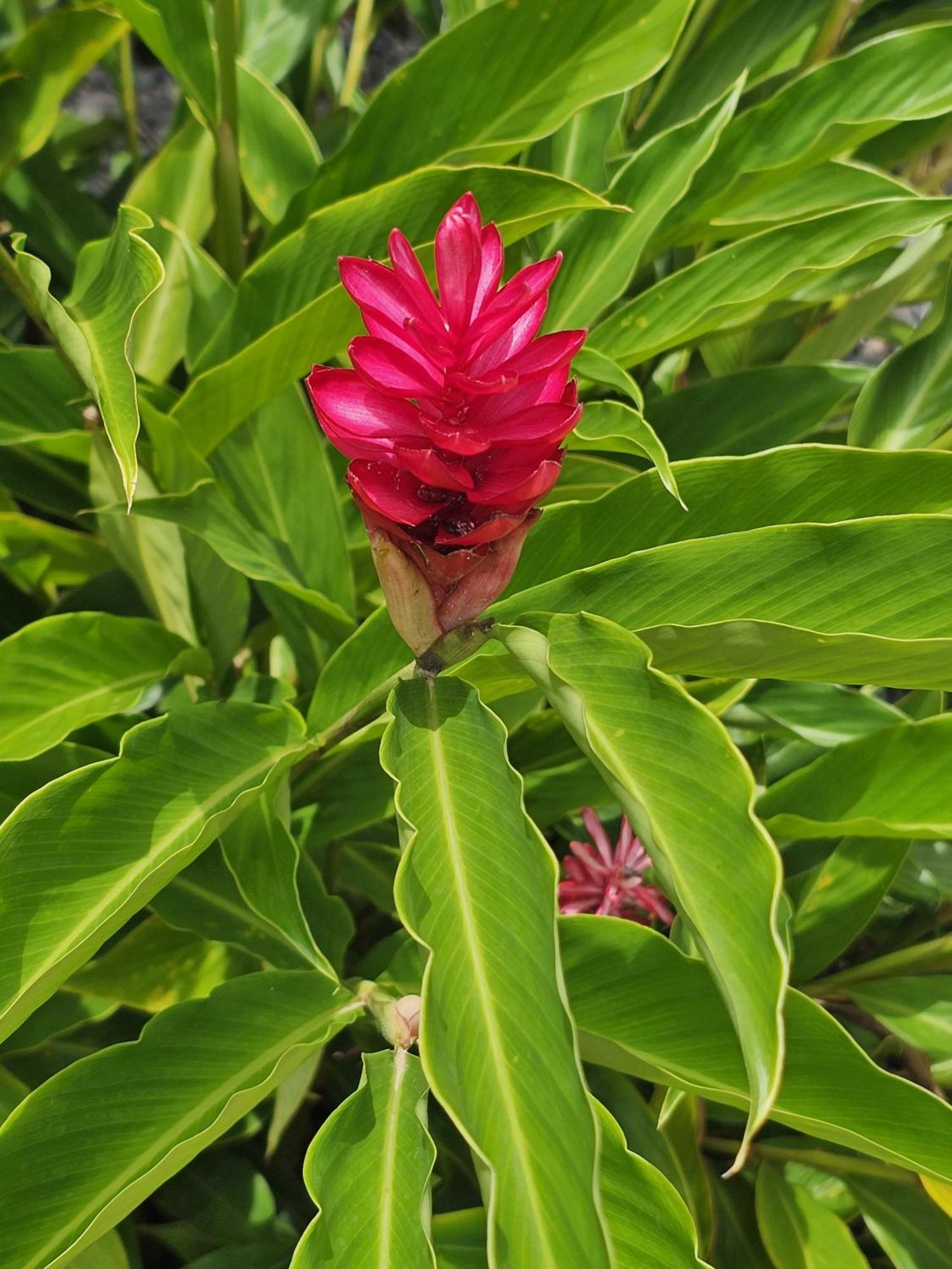 Yuli Uvita